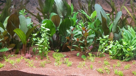 Aprende como plantar plantas de acuario