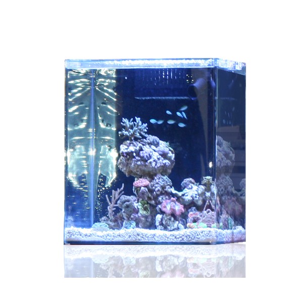 Aquascaping en open reef