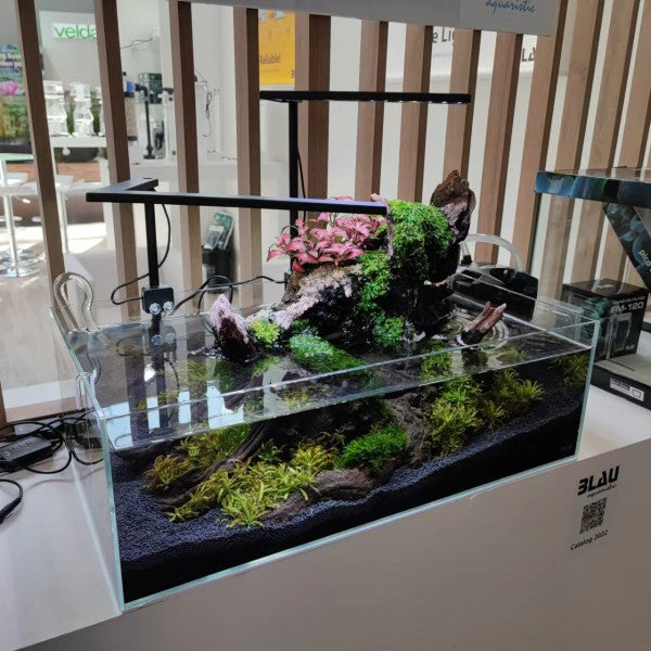 Aquascaping en un acuario Cubic Aquascaping Shallow