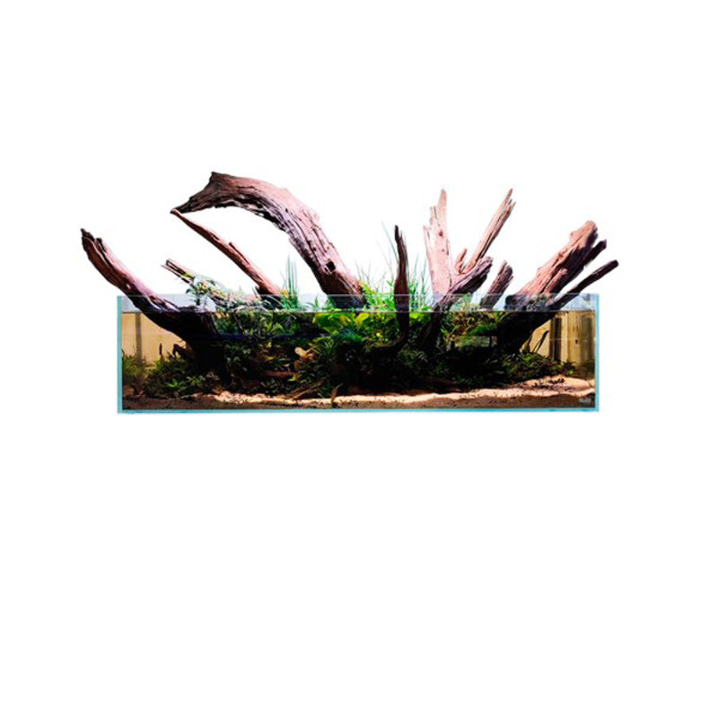 Aquascaping en Acuario Gran Cubic Experience SHALLOW