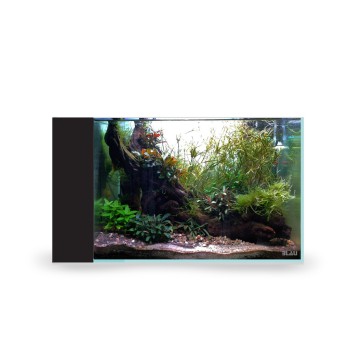Aquascaping en acuario All in One 80 Peninsula