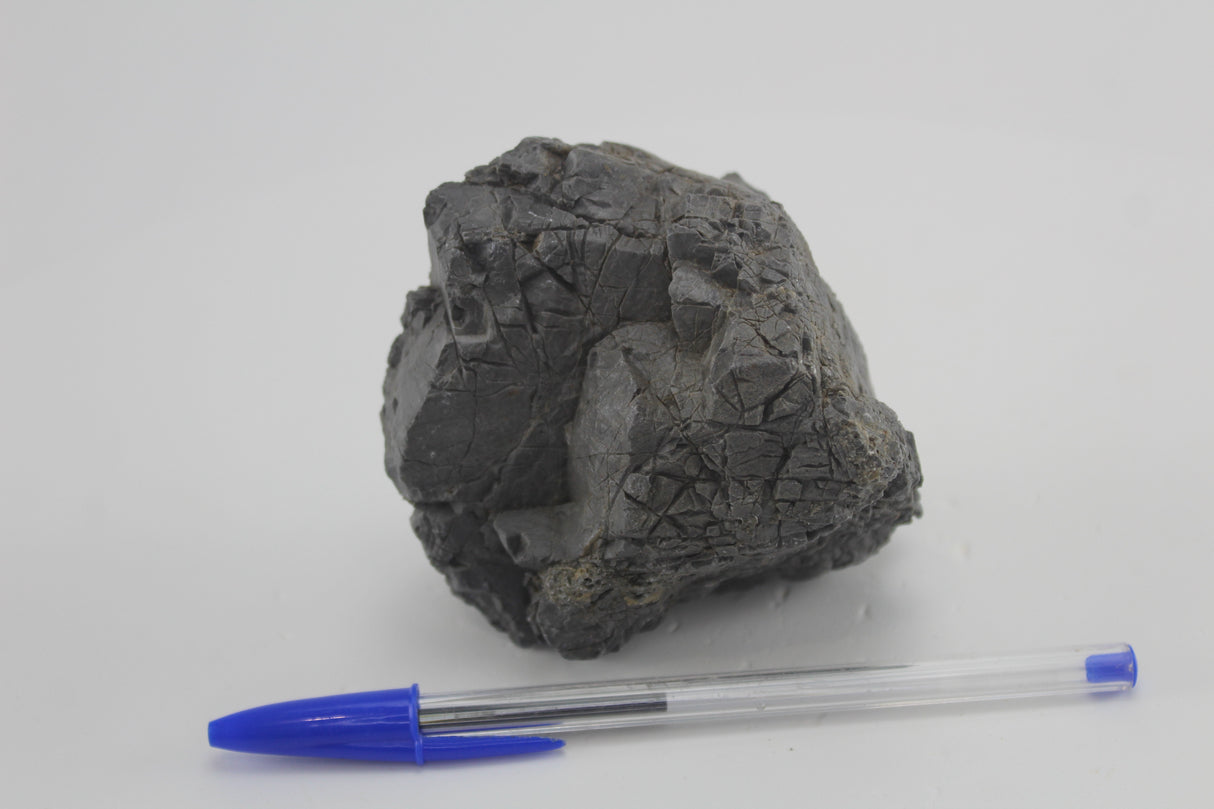 Amelia rock para acuario