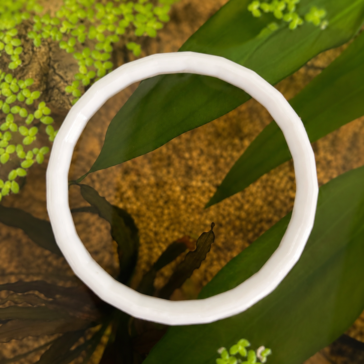 Aro flotante para plantas de acuario blanco