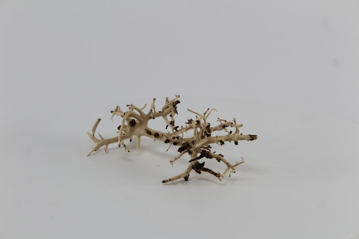 Raíz Kimtuyen para acuario