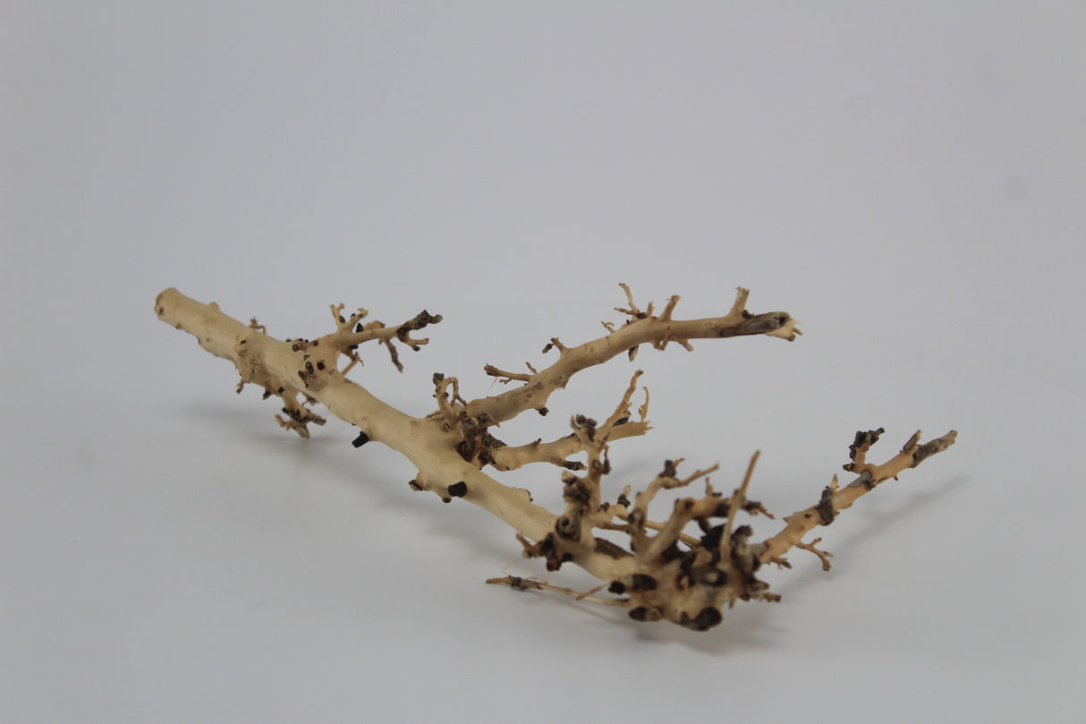 Raíz Kimtuyen para acuario