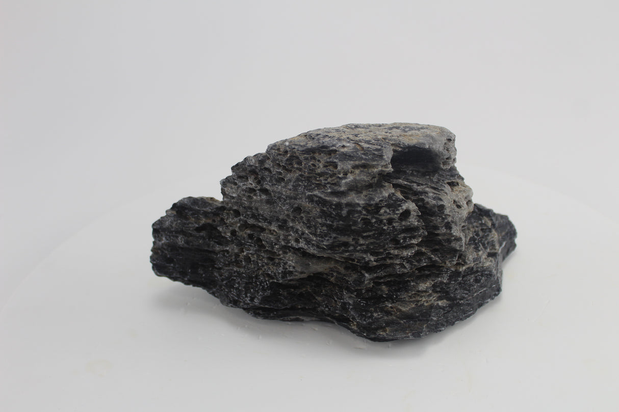 Seiryu Black para acuario