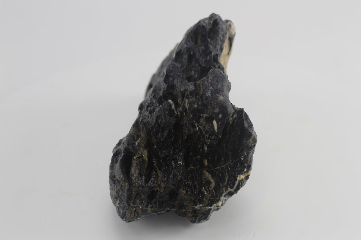 Seiryu Black para acuario