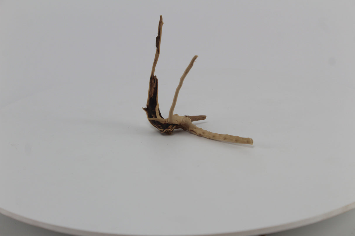 Raíz Slim Wood para acuario