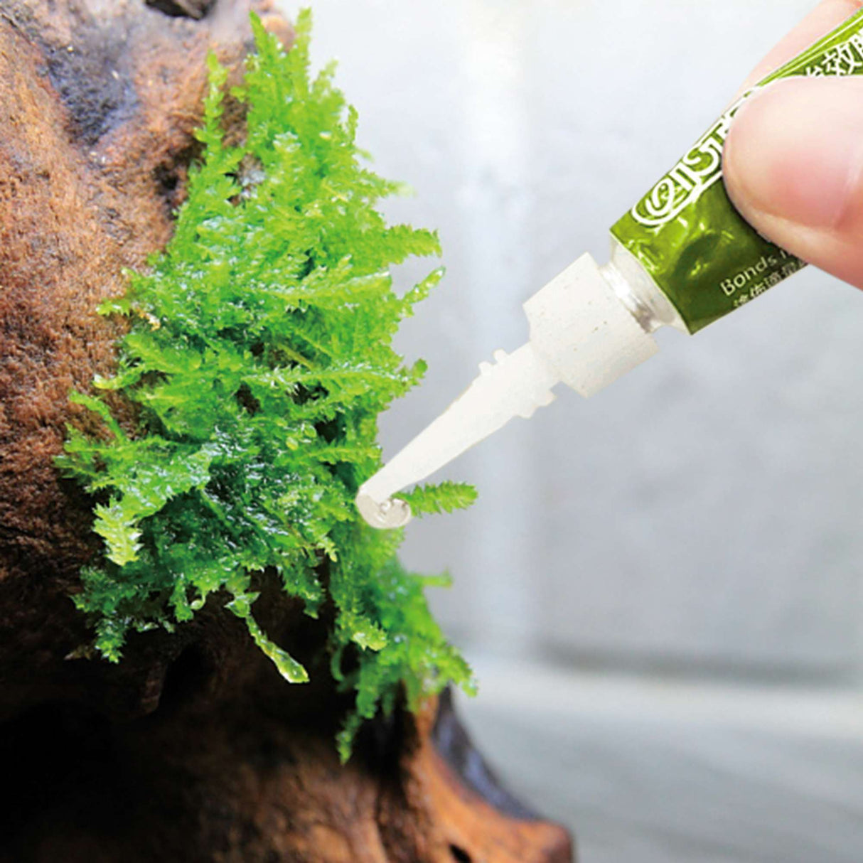 Detalle de adhesivo para agua dulce en una planta