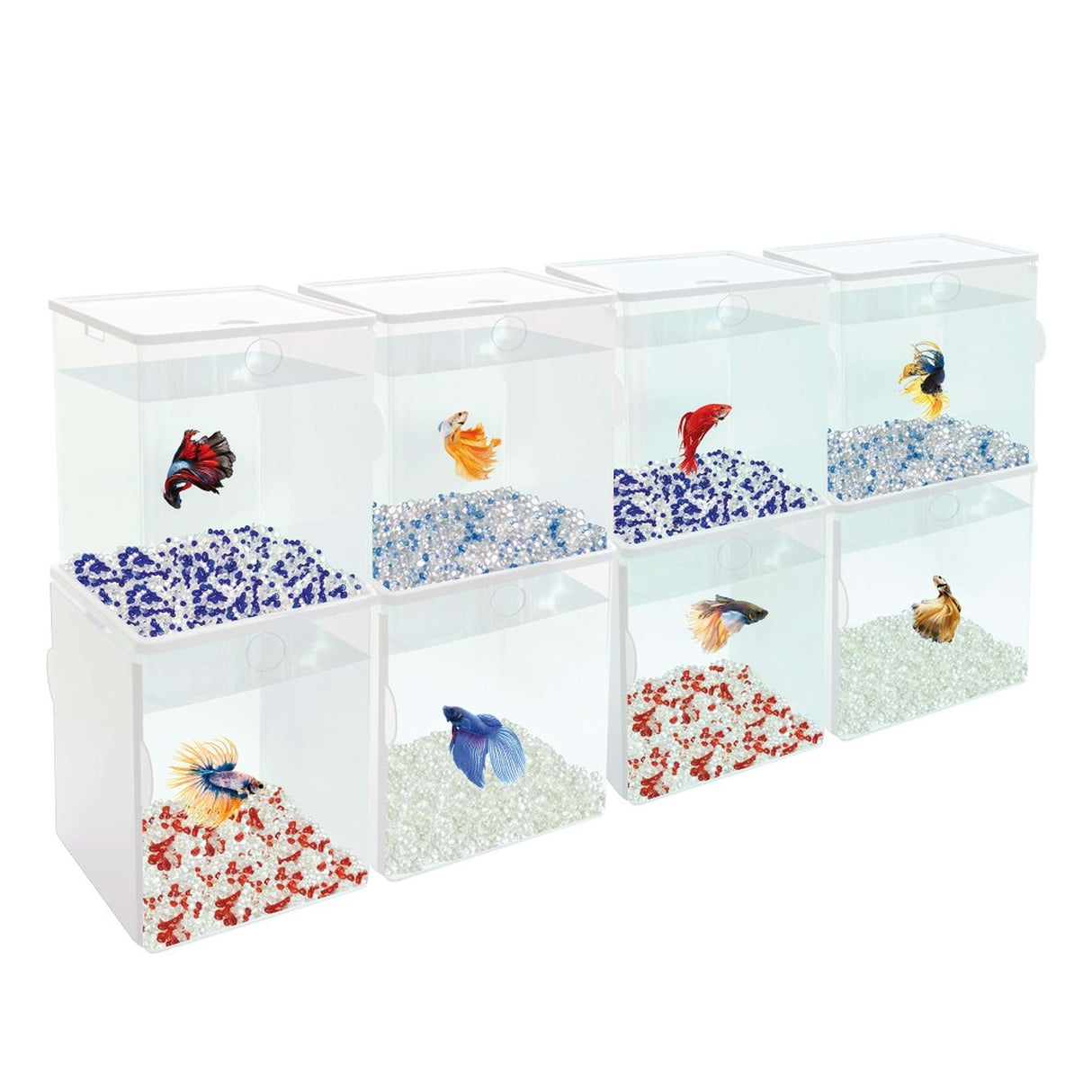 Betera de 1.5 litros ampliación