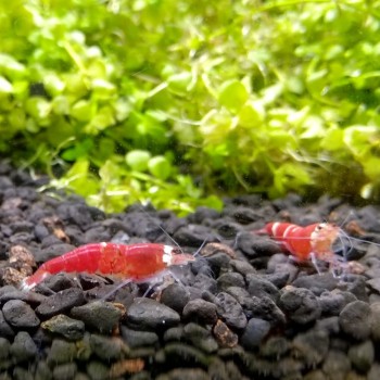 Detalle de Terra Activa en un acuario