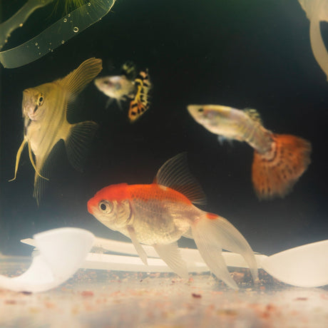 Guía de alimentación para peces: Cómo elegir la mejor dieta para tu acuario