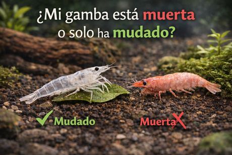 ¿Mi gamba está muerta o solo ha mudado?