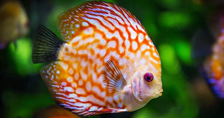 Parámetros del agua de acuario