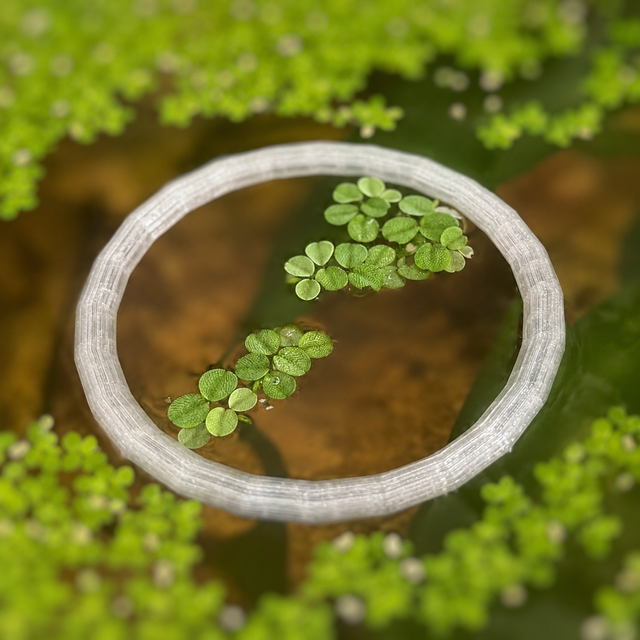 Aro flotante para plantas de acuario transparente