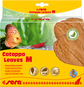 hojas de almendro indio